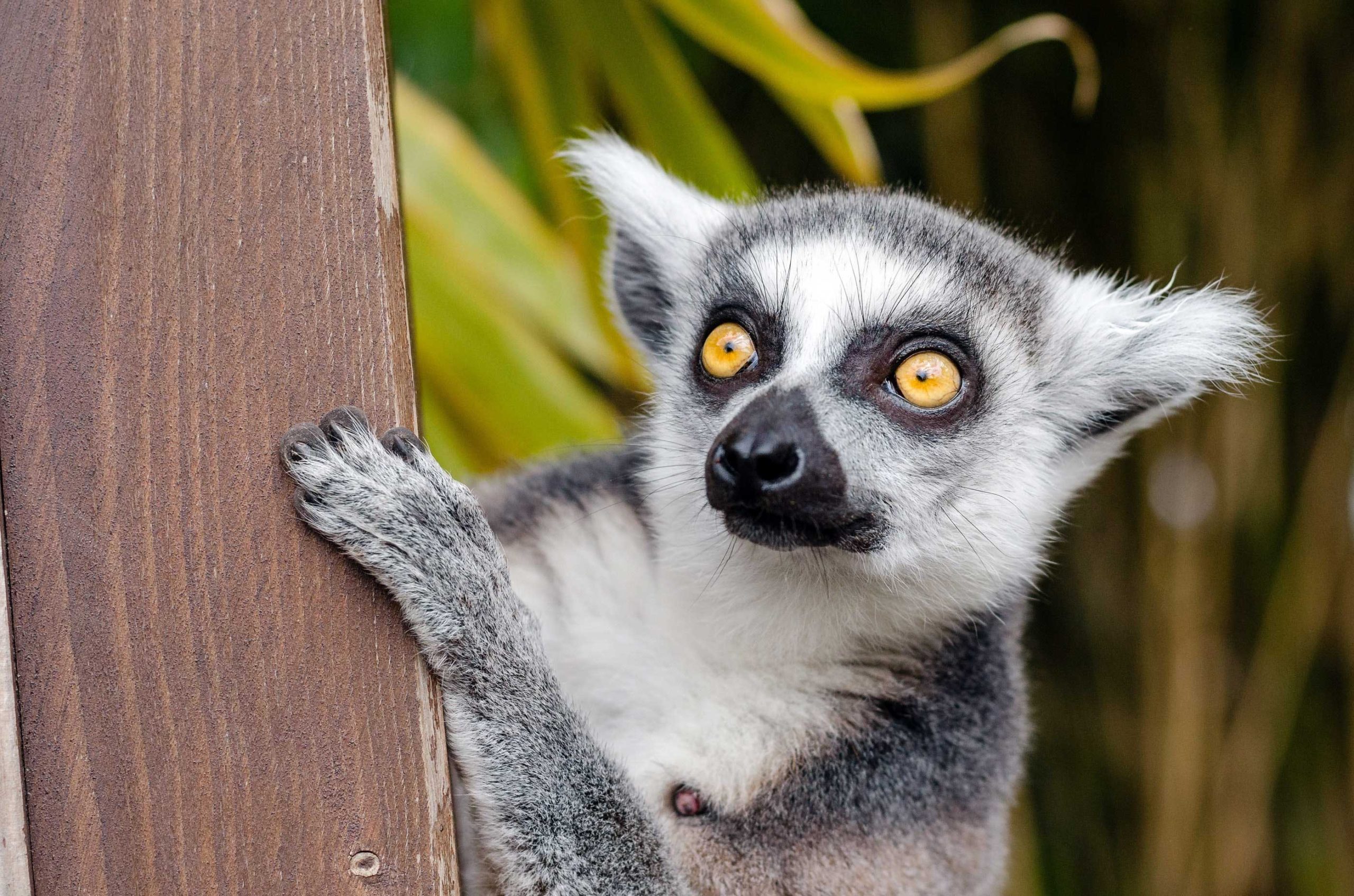 Read more about the article Day 301: Welcome To Lemurland